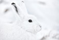 Portrait of an Arctic Snow Hare, North East Greenland-Uri Golman-Photographic Print