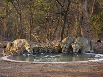 Asiatic Lionesses and Cubs Drinking from Pool, Gir Forest NP, Gujarat, India-Uri Golman-Photographic Print