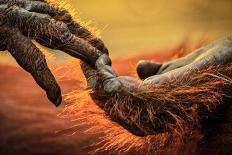 Greater one-horned rhinoceros close up, India-Uri Golman-Photographic Print