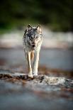 Coastal grey wolf, British Columbia, Canada-Uri Golman-Photographic Print