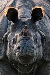 Greater one-horned rhinoceros close up, India-Uri Golman-Photographic Print