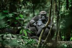 Lowland gorilla mother and young in forest, Gabon-Uri Golman-Photographic Print