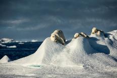 Polar bear mother and cubs on mounds of snow, Greenland-Uri Golman-Photographic Print
