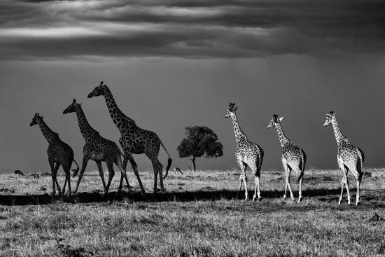 Photographic Print, , large