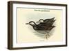 Uria Carbo - Kurile Guillemot-John Gould-Framed Art Print