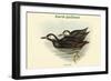 Uria Carbo - Kurile Guillemot-John Gould-Framed Art Print