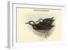 Uria Carbo - Kurile Guillemot-John Gould-Framed Art Print