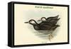 Uria Carbo - Kurile Guillemot-John Gould-Framed Stretched Canvas