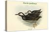 Uria Carbo - Kurile Guillemot-John Gould-Stretched Canvas