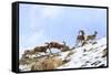 Urial sheep herd running across steep barren slopes. Himalayas near Ulley, Ladakh, India-Nick Garbutt-Framed Stretched Canvas