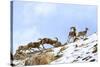 Urial sheep herd running across steep barren slopes. Himalayas near Ulley, Ladakh, India-Nick Garbutt-Stretched Canvas