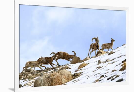 Urial sheep herd running across steep barren slopes. Himalayas near Ulley, Ladakh, India-Nick Garbutt-Framed Photographic Print