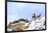 Urial sheep herd running across steep barren slopes. Himalayas near Ulley, Ladakh, India-Nick Garbutt-Framed Photographic Print