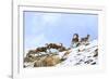 Urial sheep herd running across steep barren slopes. Himalayas near Ulley, Ladakh, India-Nick Garbutt-Framed Photographic Print