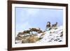 Urial sheep herd running across steep barren slopes. Himalayas near Ulley, Ladakh, India-Nick Garbutt-Framed Photographic Print