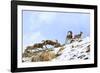 Urial sheep herd running across steep barren slopes. Himalayas near Ulley, Ladakh, India-Nick Garbutt-Framed Photographic Print