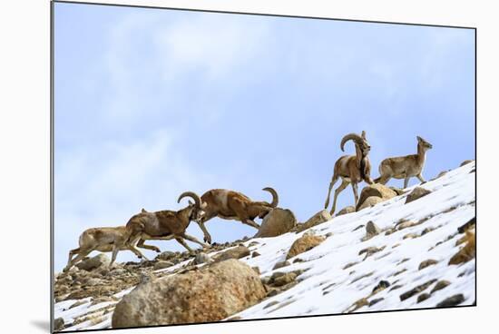 Urial sheep herd running across steep barren slopes. Himalayas near Ulley, Ladakh, India-Nick Garbutt-Mounted Photographic Print