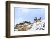 Urial sheep herd running across steep barren slopes. Himalayas near Ulley, Ladakh, India-Nick Garbutt-Framed Photographic Print