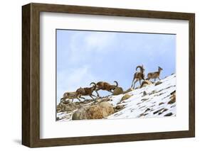 Urial sheep herd running across steep barren slopes. Himalayas near Ulley, Ladakh, India-Nick Garbutt-Framed Photographic Print