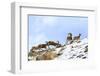 Urial sheep herd running across steep barren slopes. Himalayas near Ulley, Ladakh, India-Nick Garbutt-Framed Photographic Print