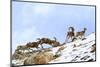 Urial sheep herd running across steep barren slopes. Himalayas near Ulley, Ladakh, India-Nick Garbutt-Mounted Photographic Print