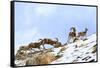 Urial sheep herd running across steep barren slopes. Himalayas near Ulley, Ladakh, India-Nick Garbutt-Framed Stretched Canvas