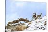 Urial sheep herd running across steep barren slopes. Himalayas near Ulley, Ladakh, India-Nick Garbutt-Stretched Canvas