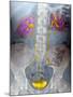 Urinary System, X-ray-Du Cane Medical-Mounted Photographic Print