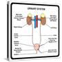 Urinary System-udaix-Stretched Canvas