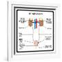 Urinary System-udaix-Framed Art Print