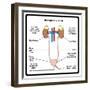 Urinary System-udaix-Framed Art Print