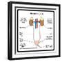 Urinary System-udaix-Framed Art Print