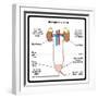 Urinary System-udaix-Framed Art Print