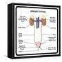 Urinary System-udaix-Framed Stretched Canvas