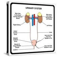 Urinary System-udaix-Stretched Canvas