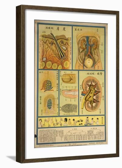 Urinary Tract Anatomy and Histology-null-Framed Art Print