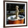 Urinating Boy Fountain-Paul Almasy-Framed Photographic Print