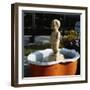 Urinating Boy Fountain-Paul Almasy-Framed Photographic Print