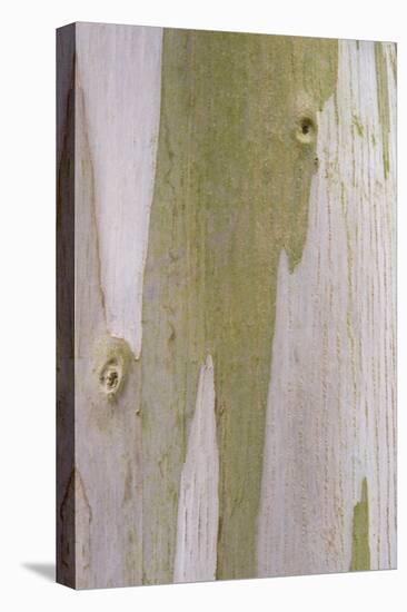 Urn Gum (Eucalyptus urnigera) bark, close-up of trunk, in botanical garden, july-Krystyna Szulecka-Stretched Canvas