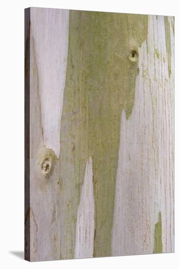 Urn Gum (Eucalyptus urnigera) bark, close-up of trunk, in botanical garden, july-Krystyna Szulecka-Stretched Canvas