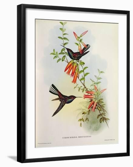 Urochroa Bougieri-John Gould-Framed Premium Giclee Print