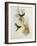 Urochroa Bougieri-John Gould-Framed Giclee Print