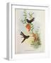 Urochroa Bougieri-John Gould-Framed Giclee Print