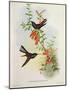 Urochroa Bougieri-John Gould-Mounted Giclee Print