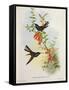 Urochroa Bougieri-John Gould-Framed Stretched Canvas