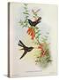 Urochroa Bougieri-John Gould-Stretched Canvas