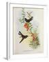 Urochroa Bougieri-John Gould-Framed Giclee Print