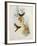 Urochroa Bougieri-John Gould-Framed Giclee Print