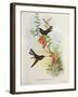 Urochroa Bougieri-John Gould-Framed Giclee Print