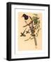 Urocissa Magnirostris-Richter & Gould-Framed Giclee Print